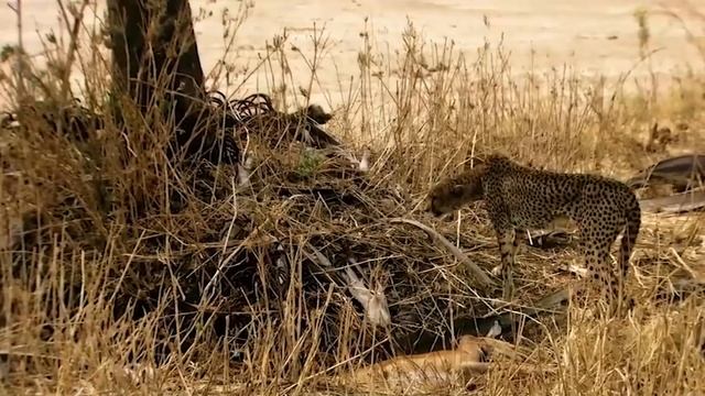 The Problem with Cheetahs смотреть онлайн