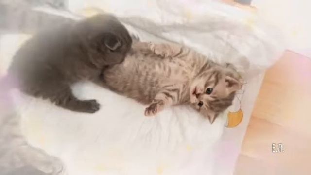 Мама шотландка играет со своими малышами котятами .Шотландская ибританская порода котят .???