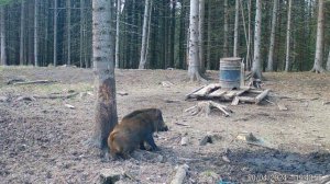 Кабаны. Старательная работа опой )
Всегда свежие фото и видео с фотоловушек Егерькам.