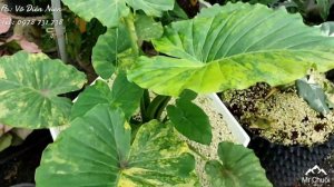 Cách phân biệt colocasia với alocasia