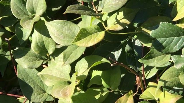 Ліріопе мускарі,клематис борщевиколистий. Як я поливаю сад. смотреть онлайн