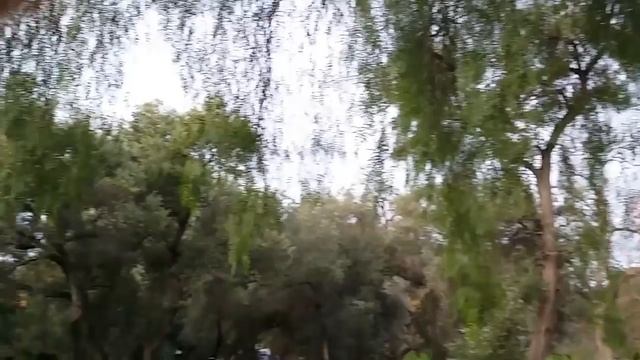 ЗНАЕТЕ ЛИ ВЫ КАК РАСТЕТ  ЧЕРНЫЙ ПЕРЕЦ? Австралия
