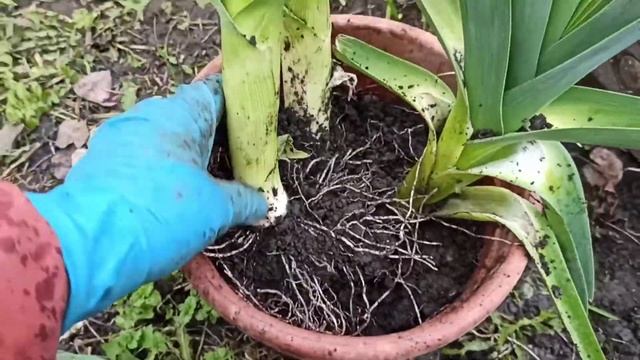 Какие растения взять с огорода домой? смотреть онлайн