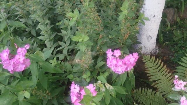Бражник. Бабочка. Sphingidae