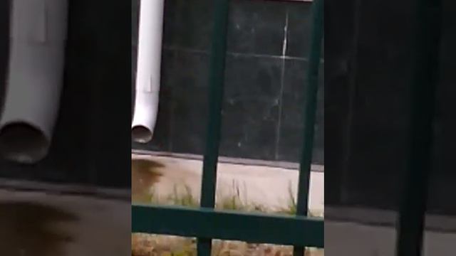 Бедный котёнок! смотреть онлайн