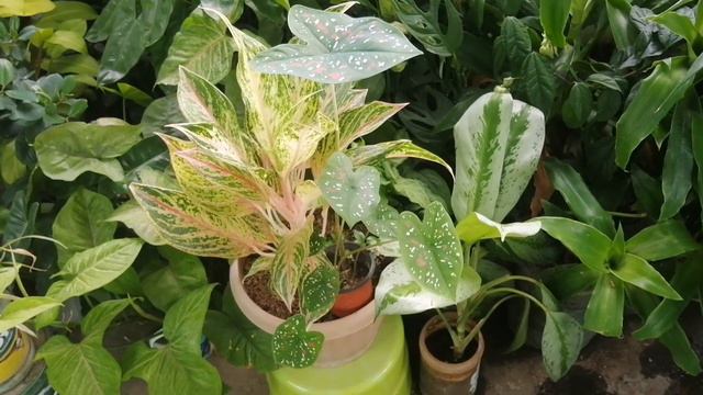 Heart of Jesus Caladium Plant (Lucky Feng Shui Houseplant in 2023) смотреть онлайн