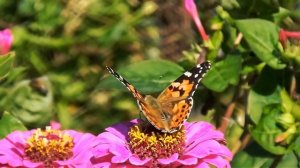 Бабочки - живые цветы!