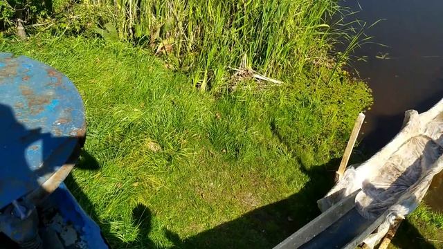 Запустили пятую тонну рыбы | Зарыбление водоема Беларусь | Аренда водоема возле деревни Ковалевичи смотреть онлайн