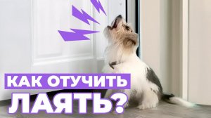 Как ОТУЧИТЬ собаку лаять на дверь? Всё о ПРИЧИНАХ, ЗАНЯТИЯХ  и что нужно знать о НАКАЗАНИЯХ