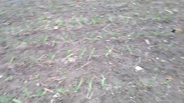 2 подкормка клубники, земляники и чеснока. смотреть онлайн