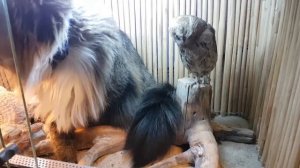 Сова, ящерица и кот соображают на троих чудо-порошок, закусывая тараканами.