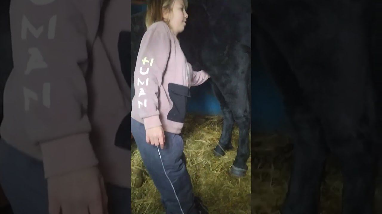 Эксперимент - что больше всего из сухих кормов любит есть #лошадь