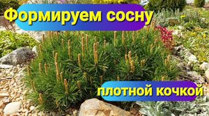 формируем горную сосну.mp4