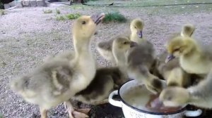 Гуси-гусята;