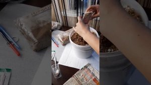 Универсальный грунт  для размножения бегоний,фуксий,бальзаминов,кампанул и т.д.