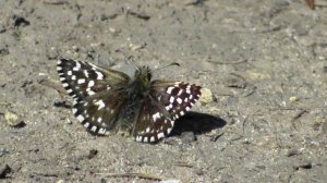 Бабочка. Толстоголовка мальвовая ( Pyrgus malvae )