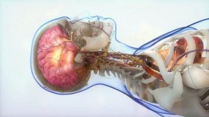 Вегетативная нервная система. Лекции для студентов СПО