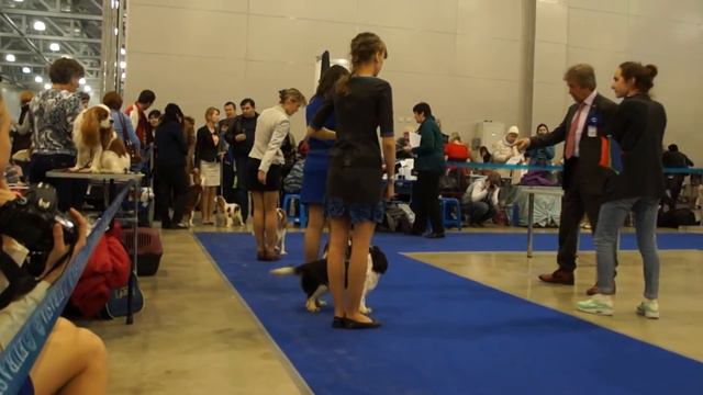 Евразия-I-2015. Сравнение сук на CACIB, Сравнение на ЛПП смотреть онлайн