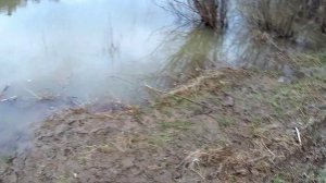 Весенняя Рыбалка на поплавок на реке Лебедь.