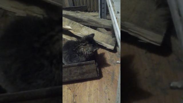 О судьбе реанимированных котят. смотреть онлайн