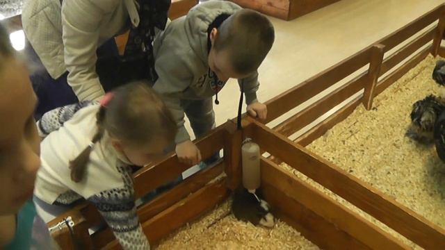 Морские свинки в контактном зоопарке смотреть онлайн