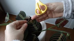 Спасение МАРАНТЫ. Что же с цветком?(((