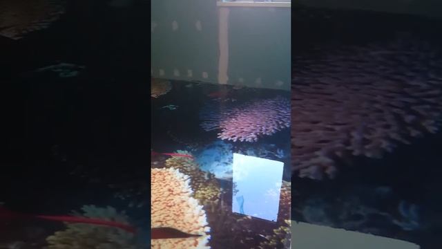 3D полы от СК Пальмира 2