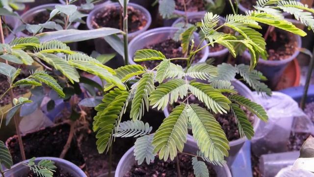 Timelapse Акация Шишакай смотреть онлайн