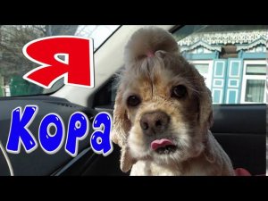 Я Кора! Я кокер-спаниель.