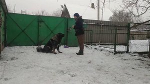 дрессировка кавказская овчарка