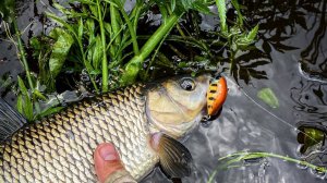 Моя лучшая приманка июня на голавля 2021