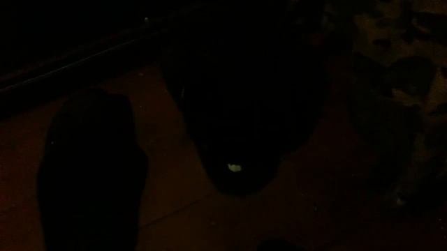 Котики. Чёрная кошка в чёрной комнате