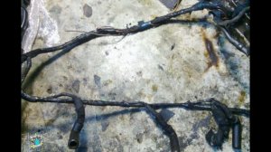 Не работают свечи накала, жучок "съел" проводку - VW LT35 2.8cdi