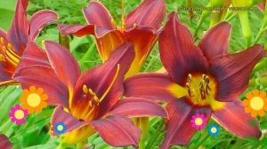 Лилейник гибридный Черный Принц. Краткий обзор, описание характеристик hemerocallis Black Prince