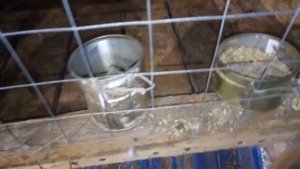 Все о кроликах.