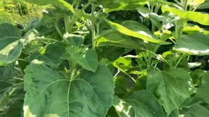 Гладиолусы опылились? обзор клумб?