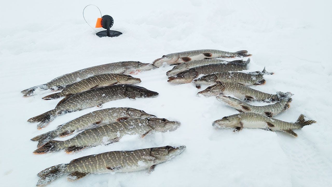 РЫБАЛКА НА ЖЕРЛИЦЫ. ПОДВОДНАЯ СЪЕМКА.УВИДЕЛ АТАКУ ЩУКИ!!! ЩУКА НА БАЛАНСИР. смотреть онлайн