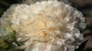 Peony Summer Glow / Пион Саммер Глоу.