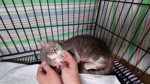 Новости про кота с больной кожей!