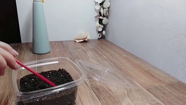 БЕГОНИЯ ВЫРАЩИВАНИЕ ИЗ СЕМЯН