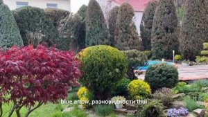 Радужная кипарисовая златка. Итоги и выводы лечения в 2023.