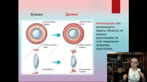 16. Орган зрения (лекция по гистологии)