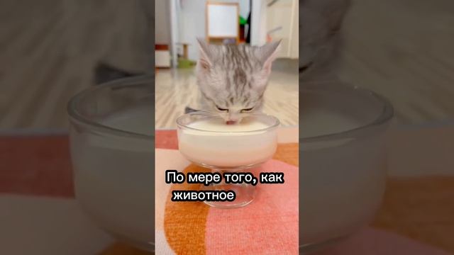 Можно ли кошкам давать молоко??? #cat #catsfacts смотреть онлайн