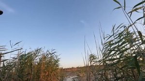 Как Скобари уток стреляли. Один выстрел одна цель. Шикарный отдых на торфяных болотах!!!