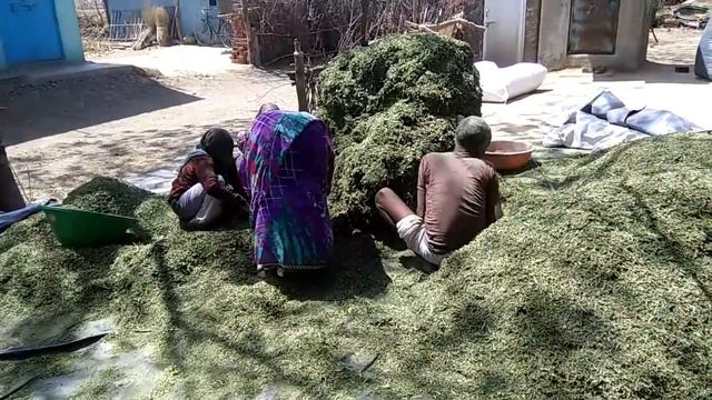 Stevia leaves geredig смотреть онлайн