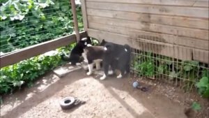 Карельская медвежья собака, щенки 2 мес (For sale! Puppies Karelian bear dog!)