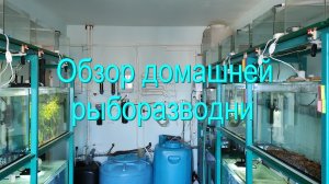 Видеообзор домашней рыборазводни