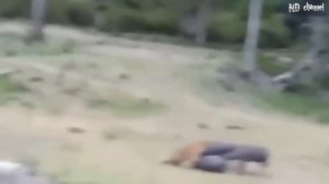 Дикие животные 2019 ─ эпическая битва короля Гиена против леопарда, Тигр против буйвола, дикие соба