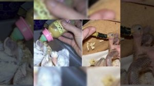 Чем кормить маленьких голубиных птенчиков