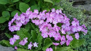 Примула Зибольда - моя любимица!!!Компаньонка для гортензий и роз.